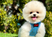 Ayıcık Boo Pomeranian